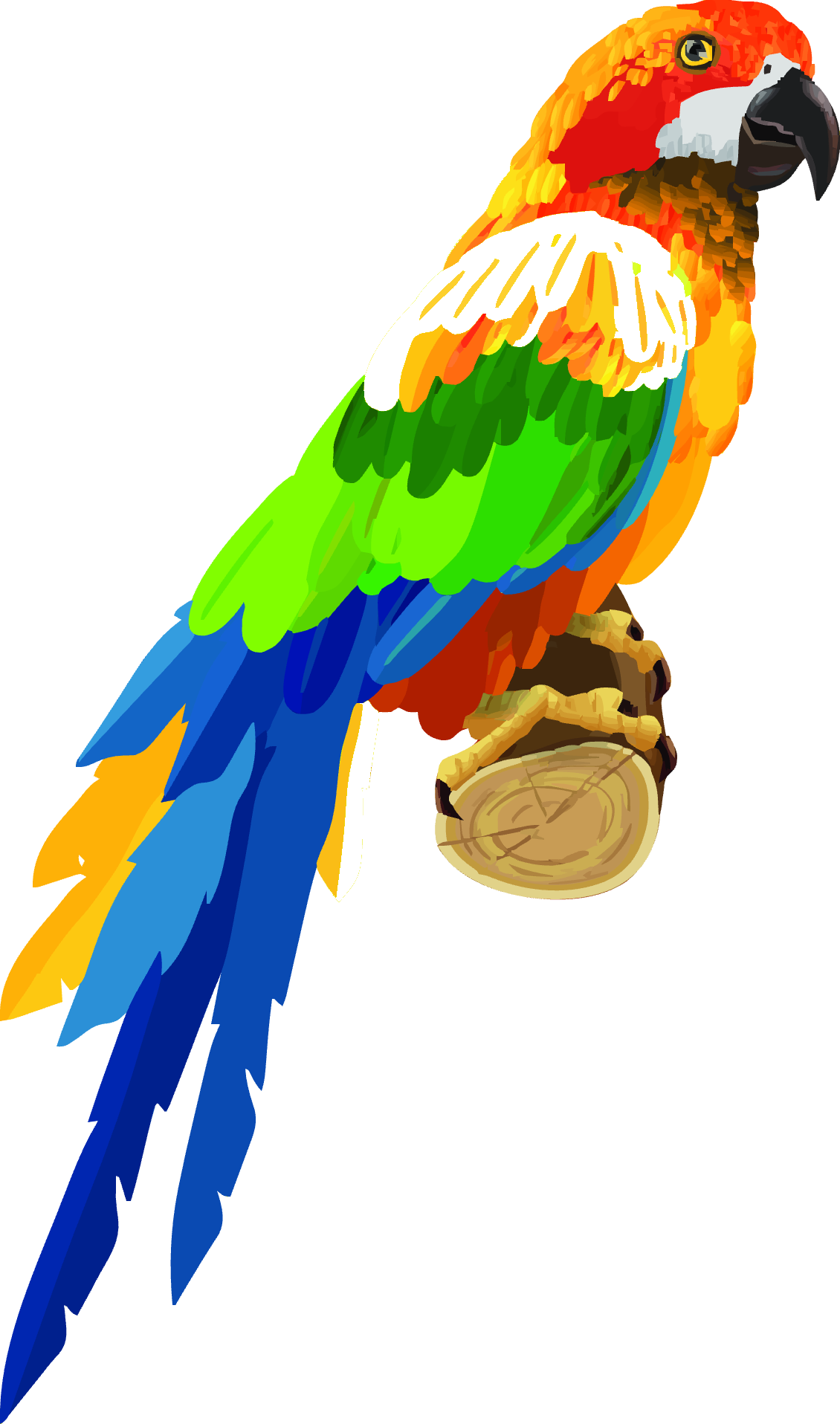 Scarlet macaw, one of our sanctuary residents